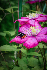 bumblebee on a pink flower