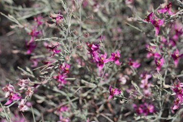 Small flowers in shades of pink and purple opening from White Ratany, Krameria Bicolor, Krameriaceae, native Perennial Shrub on the edges of Twentynine Palms, Southern Mojave Desert, Springtime.