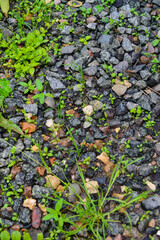 plants among stones
