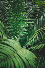 green fern leaves