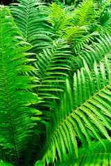 green fern leaves
