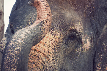 close up elephant head with trunk in movement blurred from side view face