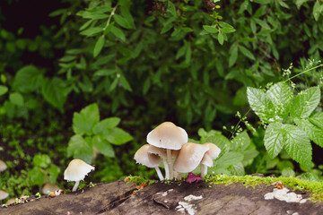 mushrooms in the forest