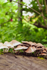 mushrooms in the forest