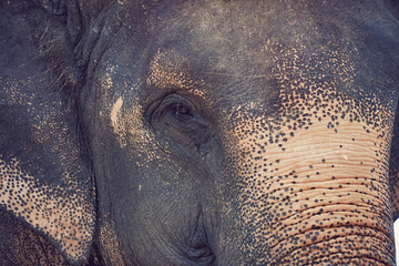 close up elephant head from side view face