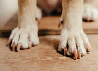 dog's paws on a wooden floor
