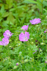 pink flowers in the garden
