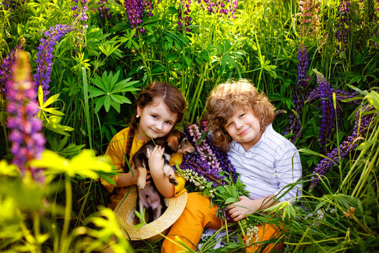 A brother and sister with a small shepherd puppy sit in the grass among a blooming field of lupins at sunset. Bright photos of a happy summer.