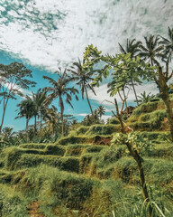 Obraz premium rice terraces in Bali