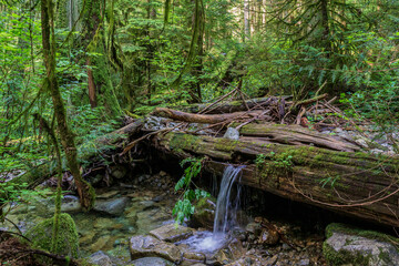 water stream going through fallen tree in the summer green old forest.