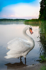 Beautiful white swan at the shore of water pond