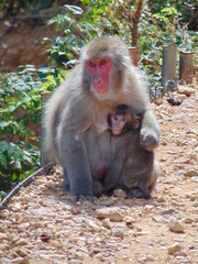 Mother and baby monkey in Kyoto.