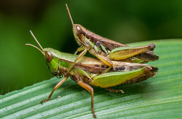 beautiful closeup photos of insects