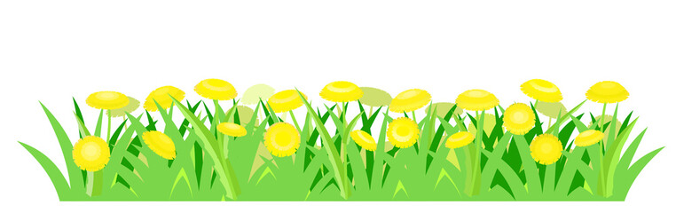 Fototapeta premium Yellow dandelions. Isolated vector illustration. Wild meadow flowers. Cartoon style. Background image.