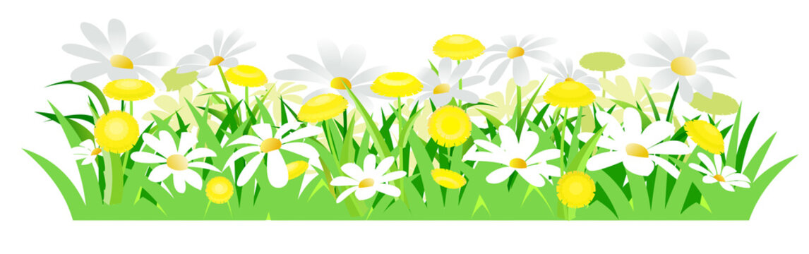 Yellow dandelions and white daisies.  Isolated vector illustration. Wild meadow flowers. Cartoon style.. Spring grass and flowers. Background image.