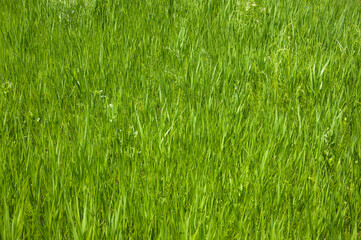 Abstract background with vivid green grass for your design