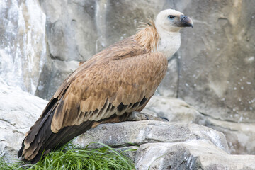 Light brown vulture sitting on the stone in the nature reserve