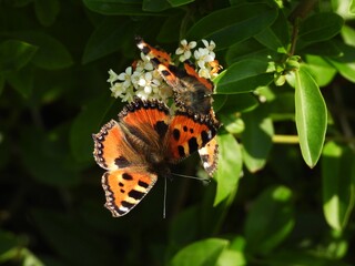Fototapeta na wymiar butterfly on a flower (small tortoiseshell butteryfly)