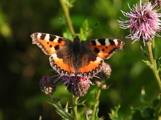 little tortoiseshell butterfly  on flower