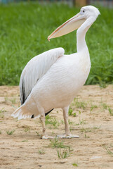 White pelican standing on the ground in the animal reserve