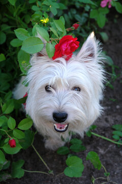 West highland white terrier under a flowering bush of red roses in the garden. Cute smiling white dog with red rose on it head