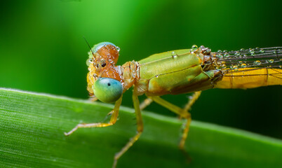 beautiful closeup photos of insects