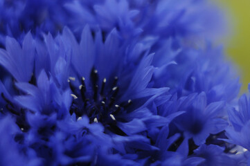 blue flower macro