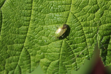 Leuchtende Kräuterwanze - Apolygus lucorum