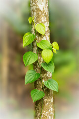 Obraz premium Black pepper plant on the tree.