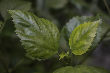 close up of a green leaf