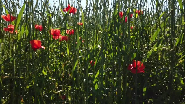 Bl&uuml;hende Mohnblumen am Feldrand