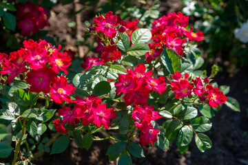 Dark red Poppy rose - variety from Lens Roses, flowering in a garden.