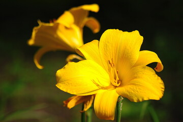 Obraz na płótnie Canvas Żółty kwiat