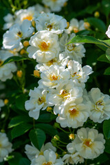 Rose variety Semiplena flowering in a garden.