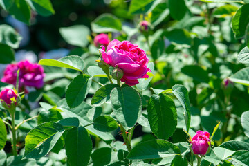Rose variety Rose de Resht flowering in a garden.