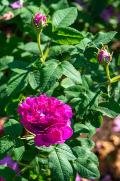 Rose variety Belle de Crecy flowering in a garden.