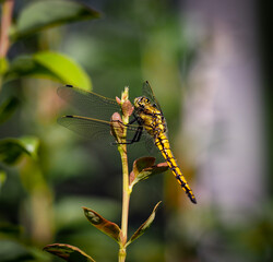 Large common shore dragonfly close up on a branch