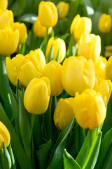 A group of beautiful yellow tulips. Tulips in the sun.