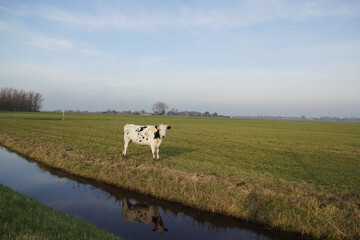 Fototapeta premium Pasture landscape. A white and black cow in the meadow reflected in the ditch in the Netherlands. September, near the Dutch village of Bergen. 