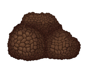 Whole Truffle as Fruiting Body of Subterranean Ascomycete Fungus Vector Illustration