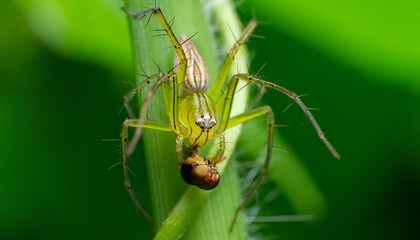 beautiful closeup photos of insects