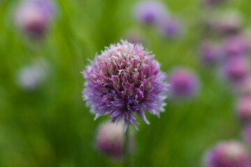 purple thistle flower