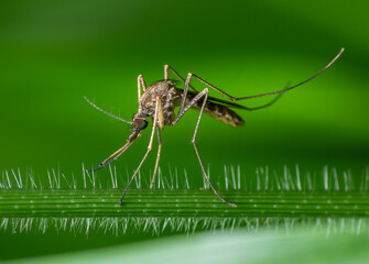 beautiful closeup photos of insects