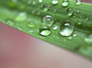 Closeup water drops on green leaf on pink blurred background ,droplets for background, macro image ,sweet color for card design and soft focus ,abstract background