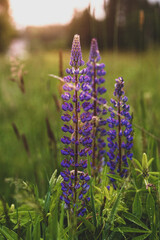 purple flowers in the garden