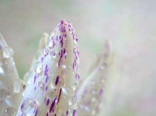 Closeup water drops on a white petals of water lily (lotus) flower with blurred ,droplets for background, macro image ,sweet color for card design and soft focus ,abstract background