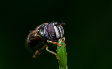 beautiful closeup photos of insects