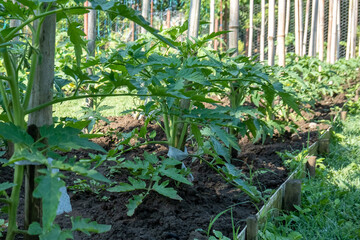 A row of tomato plants. Tomato grow in the open ground