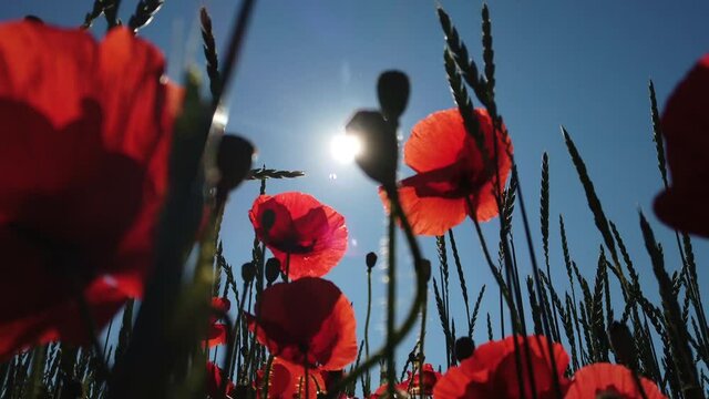 Bl&uuml;hende Mohnblumen am Feldrand