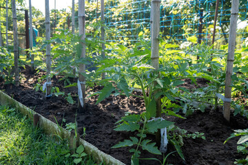 A row of tomato plants. Tomato grow in the open ground